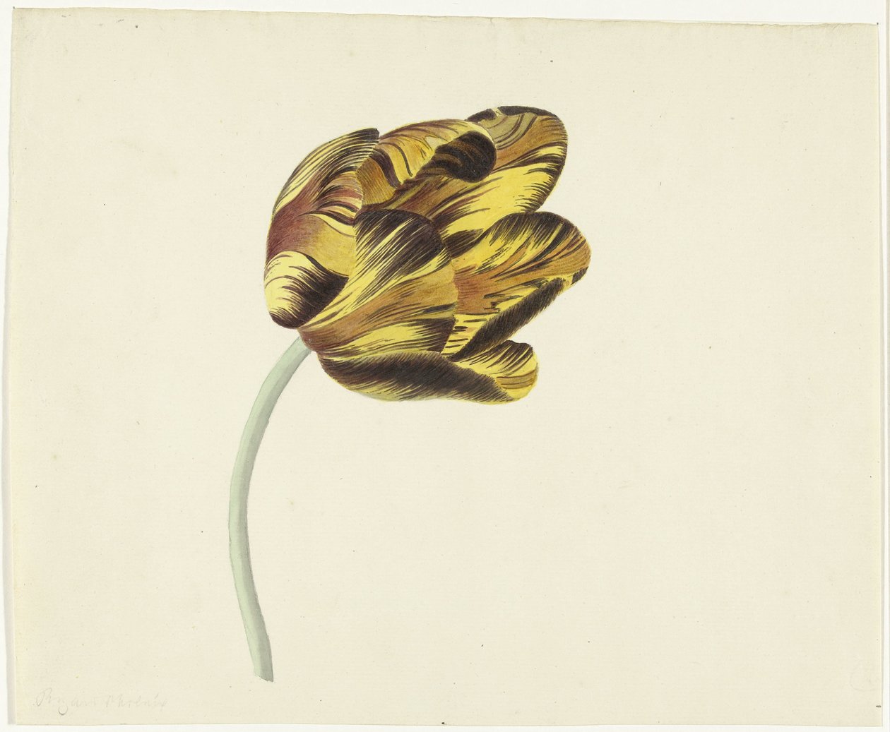 Tulipán llamado Bizard Phoenix de Cornelis van Noorde