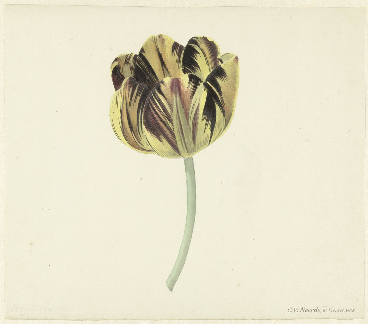 Tulipán llamado Bizard Rosette de Cornelis van Noorde