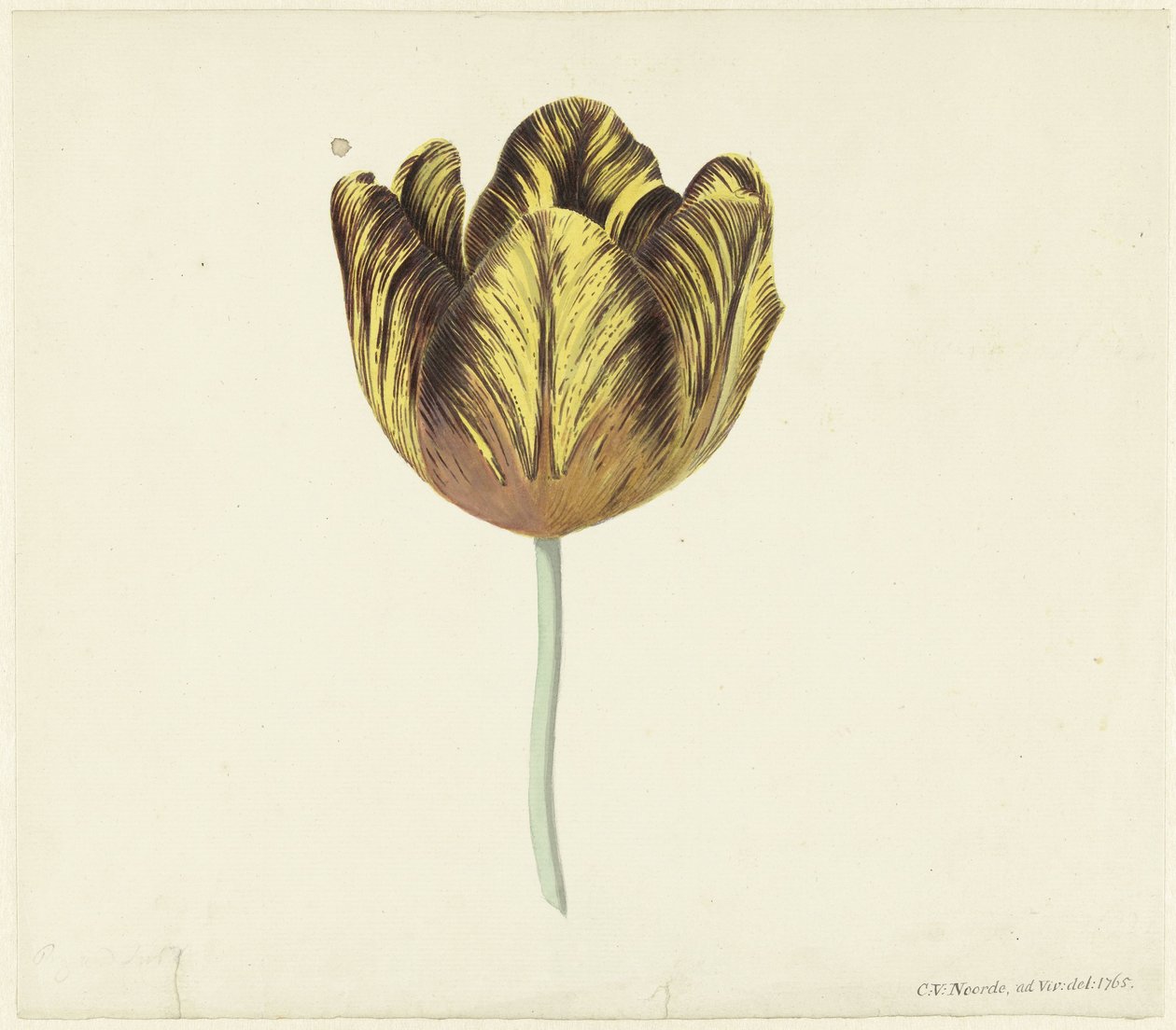 Tulipán llamó a Bizard Sub. A de Cornelis van Noorde