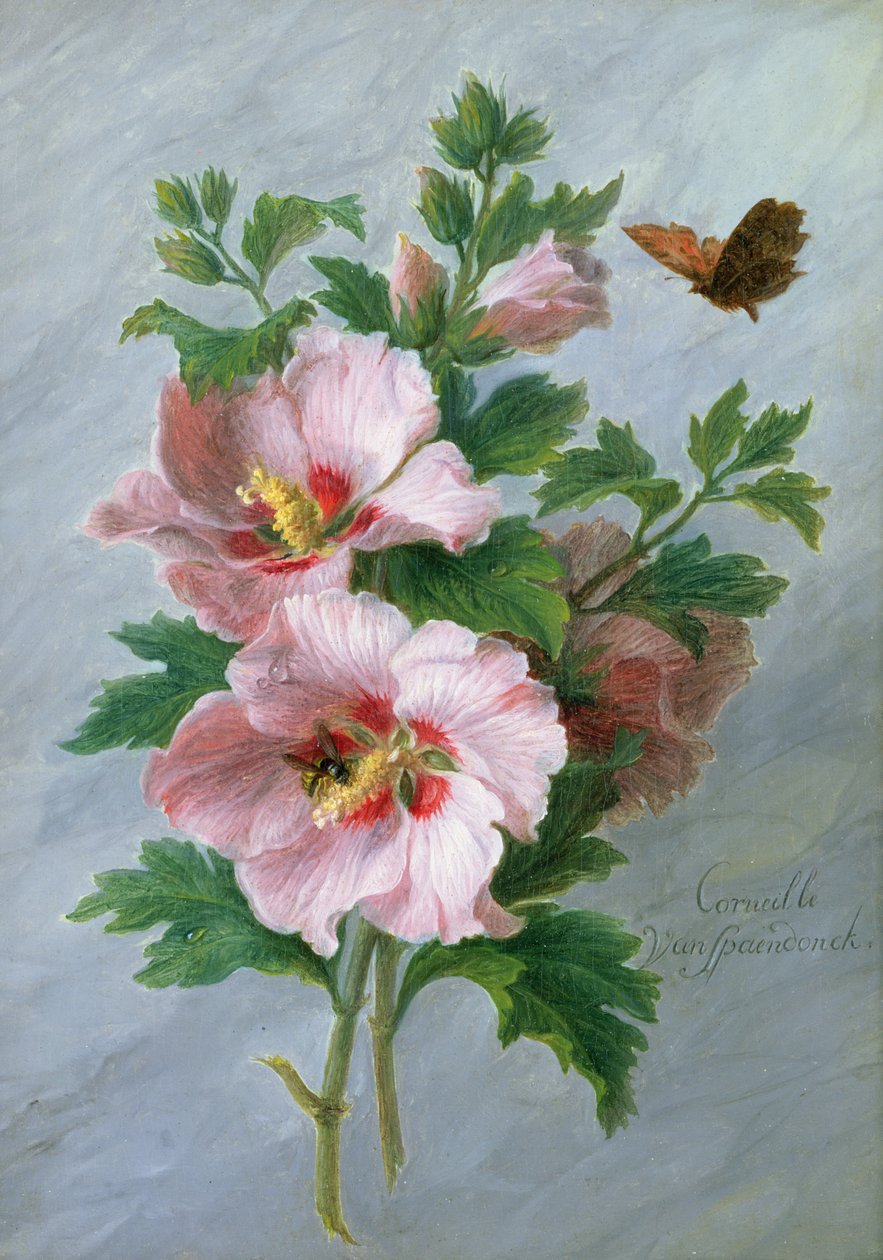 Hibisco contra un borde de mármol de Cornelis van Spaendonck