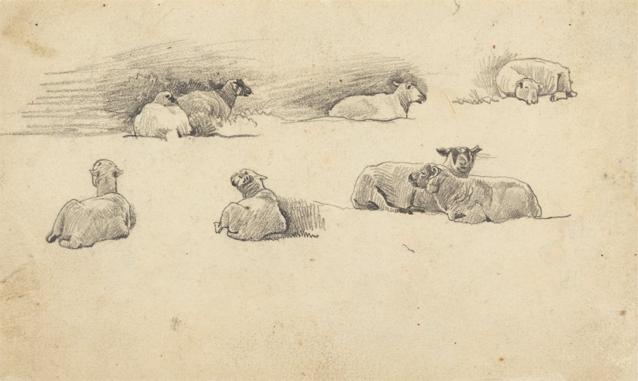 Estudio del ganado ovino de Cornelius Varley