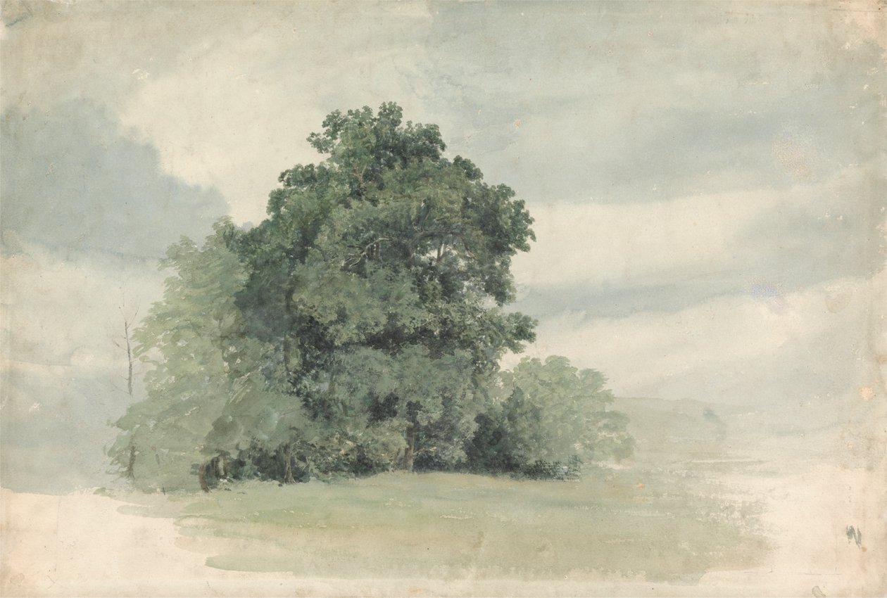 Estudio de árboles en la linde de un campo de Cornelius Varley