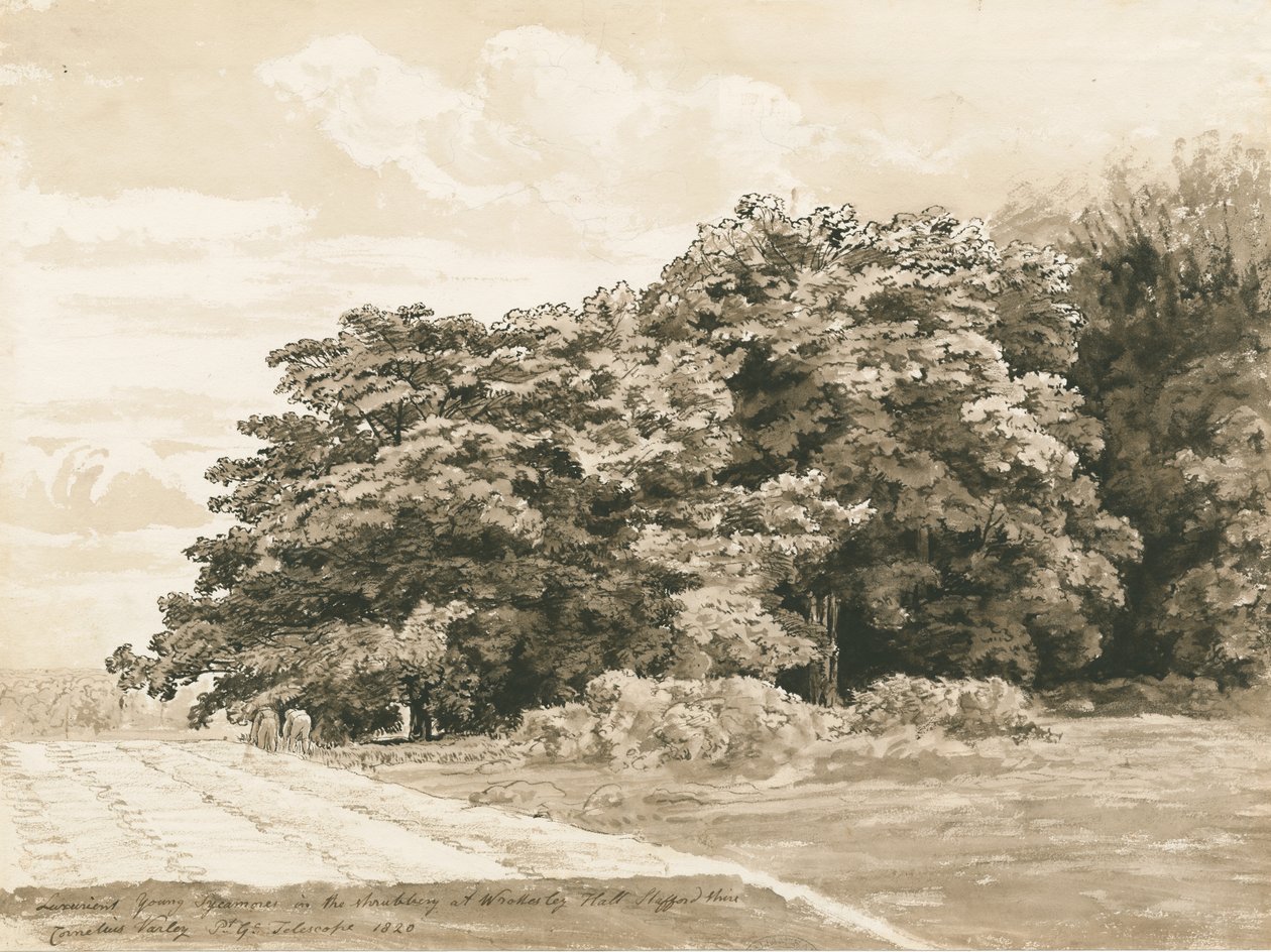 Wrottesley Hall - El Arbusto: dibujo en sepia, 1820 de Cornelius Varley