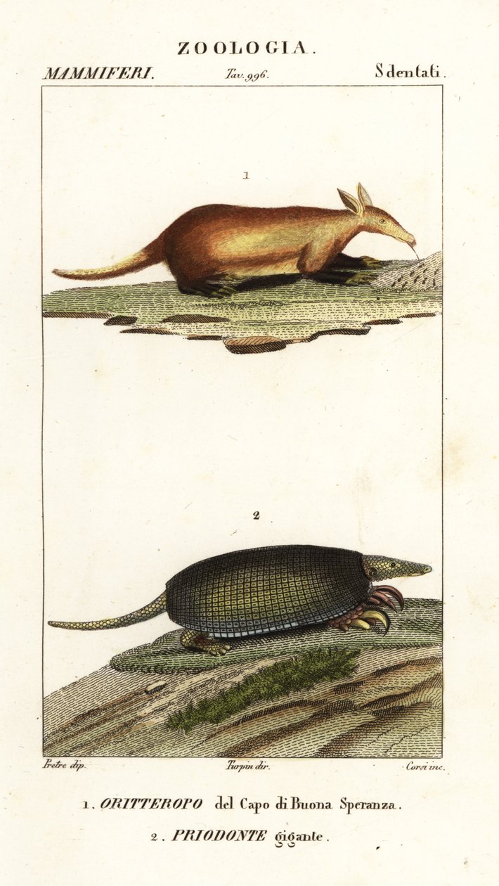 Osovares y armadillos gigantes de Corsi Corsi