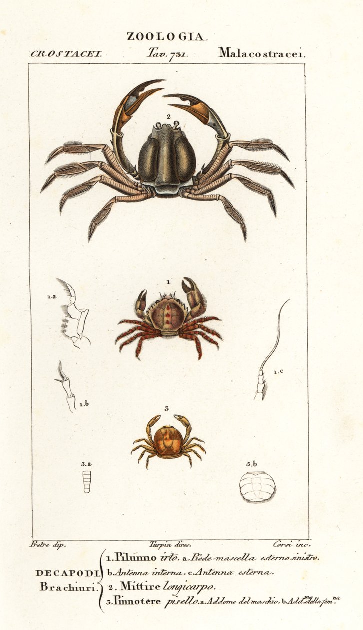 Cangrejo de las cerdas, Pilumnus hirtellus 1, cangrejo soldado azul claro, Mictyris longicarpus 2, cangrejo de los guisantes, Pinnotheres pisum 3 de Corsi Corsi