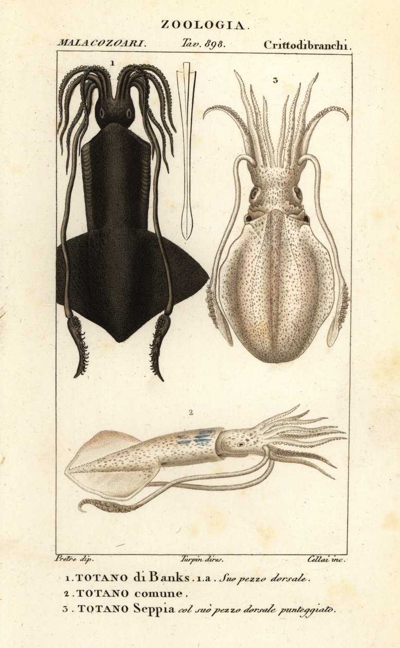 Calamar de anzuelo, calamar europeo y sepia de Corsi Corsi