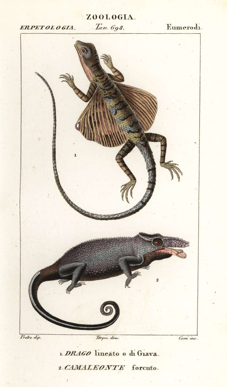 Dragón volador común y camaleón de dos cuernos de Corsi Corsi