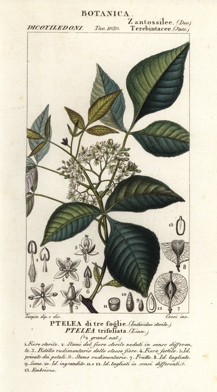 Árbol de lúpulo común, Ptelea trifoliata, ptelea de tres hojas de Corsi Corsi