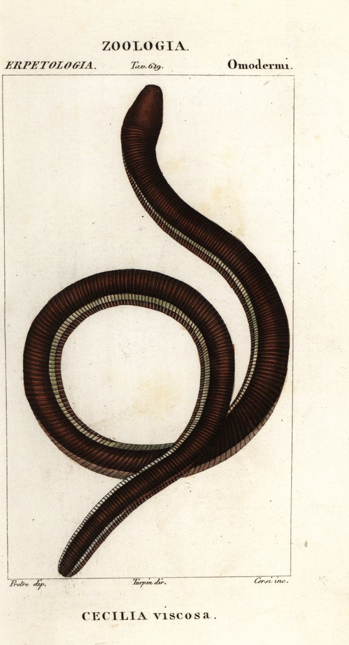 Cecilia común de bandas amarillas, Ichthyophis glutinosus de Corsi Corsi