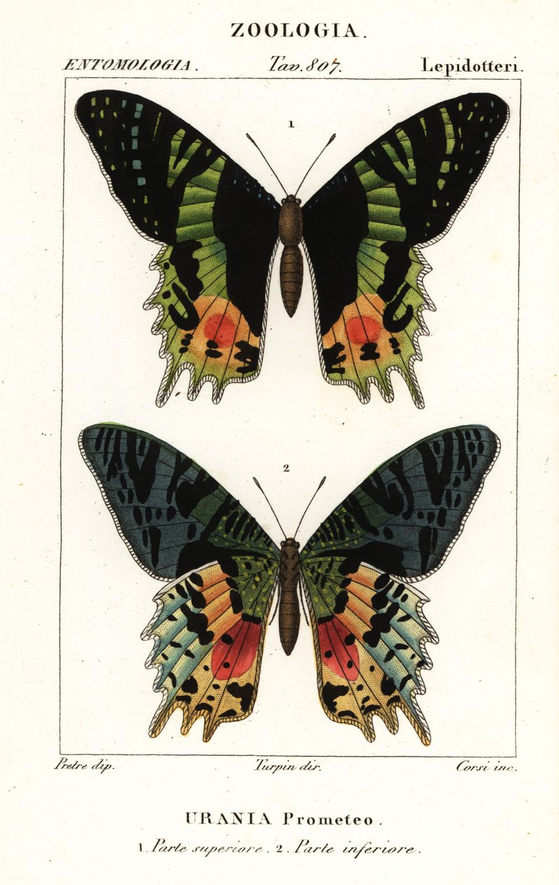 Polilla del ocaso de África Oriental, Chrysiridia croesus de Corsi Corsi