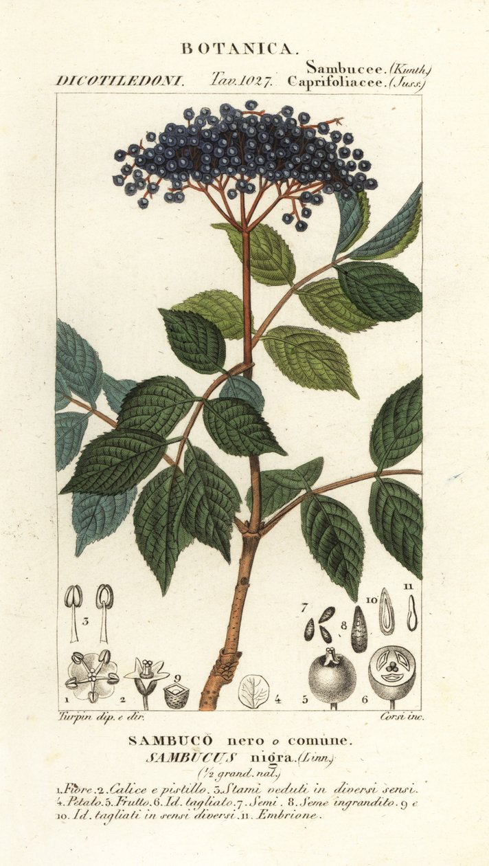 Saúco negro europeo, Sambucus nigra, Sambuco nero o comune de Corsi Corsi