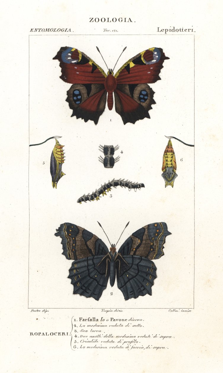 Mariposa pavo real europea, Aglais io de Corsi Corsi