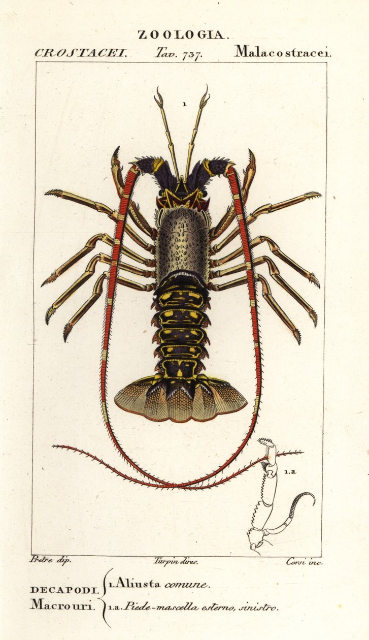 Langosta europea, Palinurus elephas de Corsi Corsi