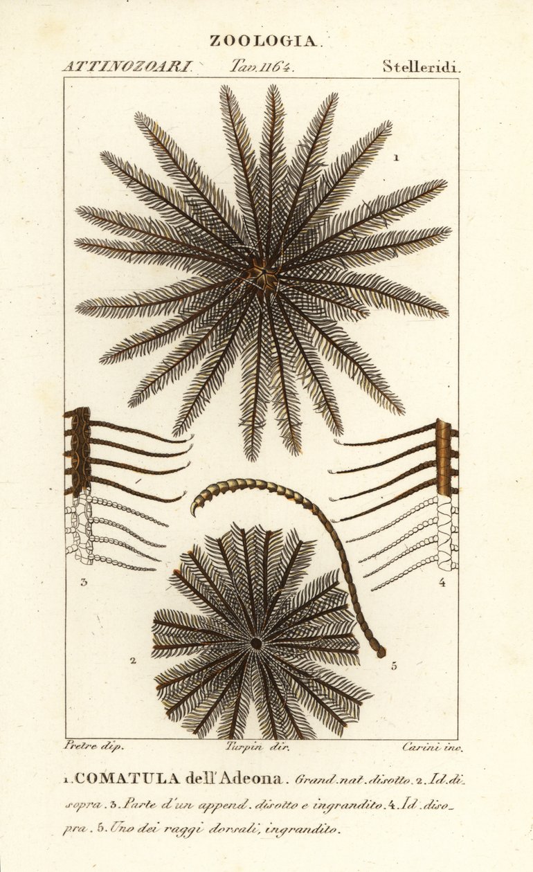 Feather star crinoid, Oligometrides adeonae, Comatula adeonae, Comatula dellAdeona de Corsi Corsi