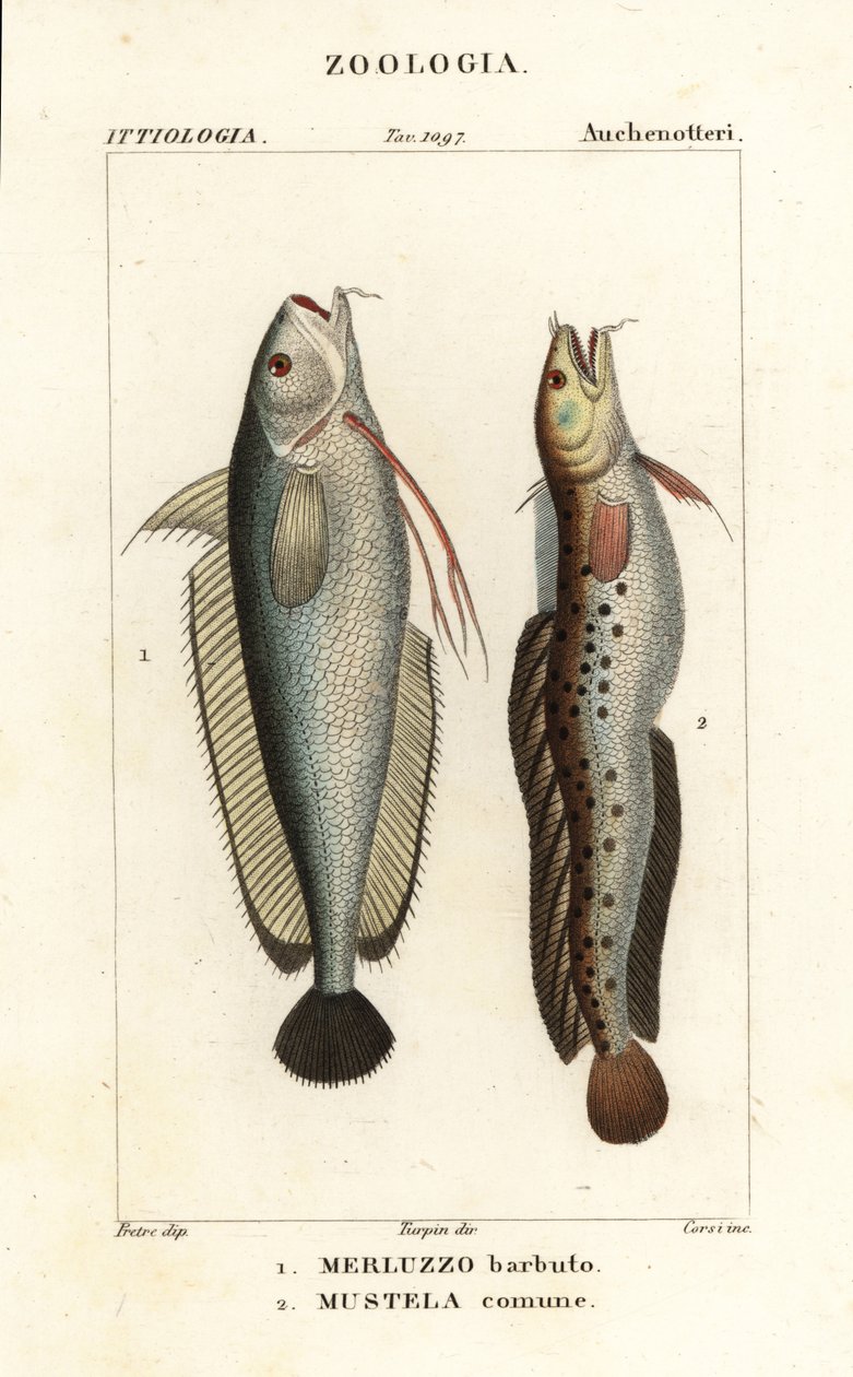 Barba de tenedor, Phycis phycis 1 y rocín de cinco barbas, Ciliata mustela de Corsi Corsi