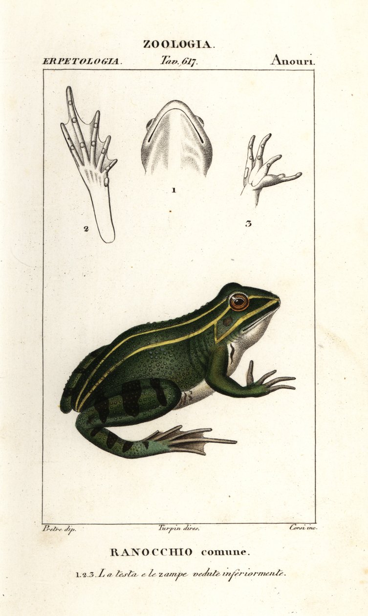 Rana verde, Pelophylax kl esculentus de Corsi Corsi