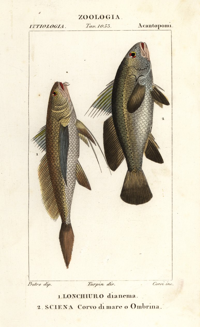 Corvina, Lonchurus lanceolatus 1 y corvina, corvina, lubina, pez sombreado, Argyrosomus regius 2 de Corsi Corsi