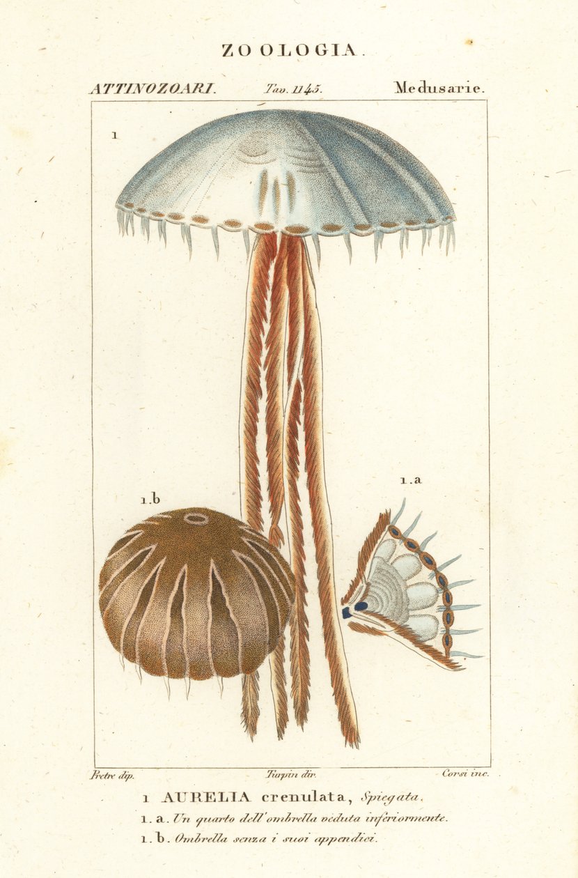 Medusa luna, Aurelia crenulata de Corsi Corsi