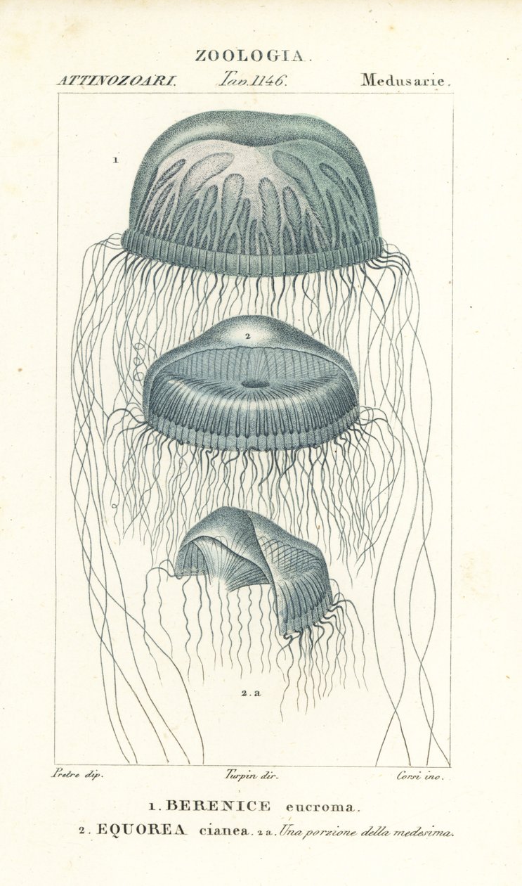 Medusa ojo desnudo, Berenix euchroma 1 y medusa cristal, Aequorea cyanea 2 de Corsi Corsi