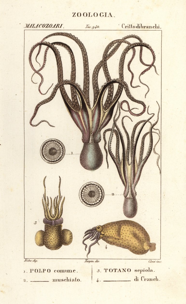 Especies de pulpo y calamar de Corsi Corsi