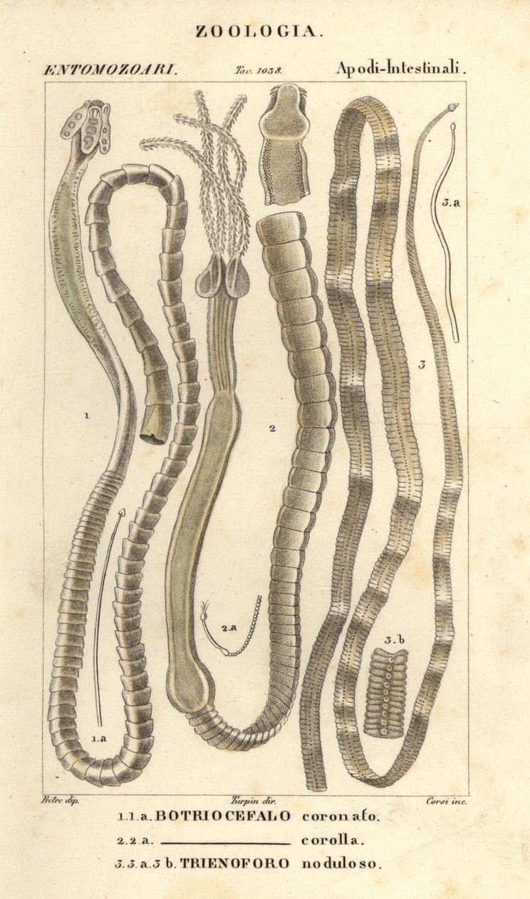 Gusanos parásitos y tenias, Bothriocephalus coronatus 1, Bothriocephalus corolla 2, y tenia del lucio, Triaenophorus nodulosus 3 de Corsi Corsi