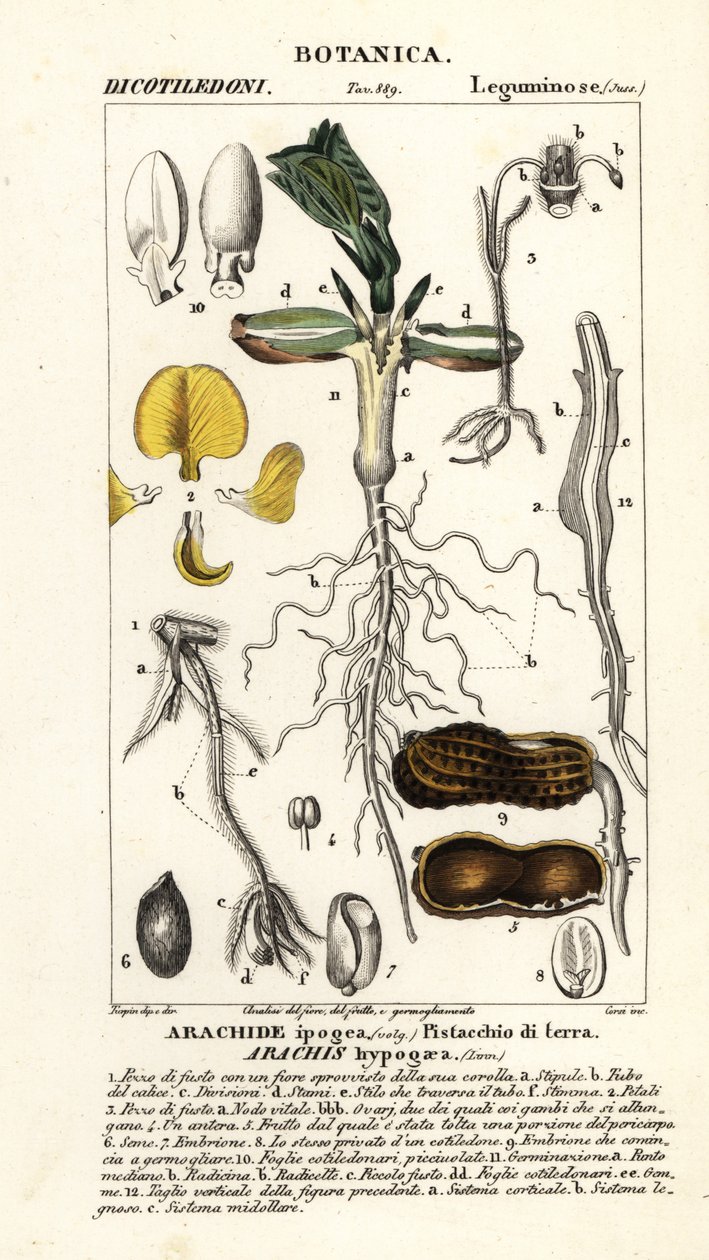 Cacahuete o maní, Arachis hypogaea de Corsi Corsi