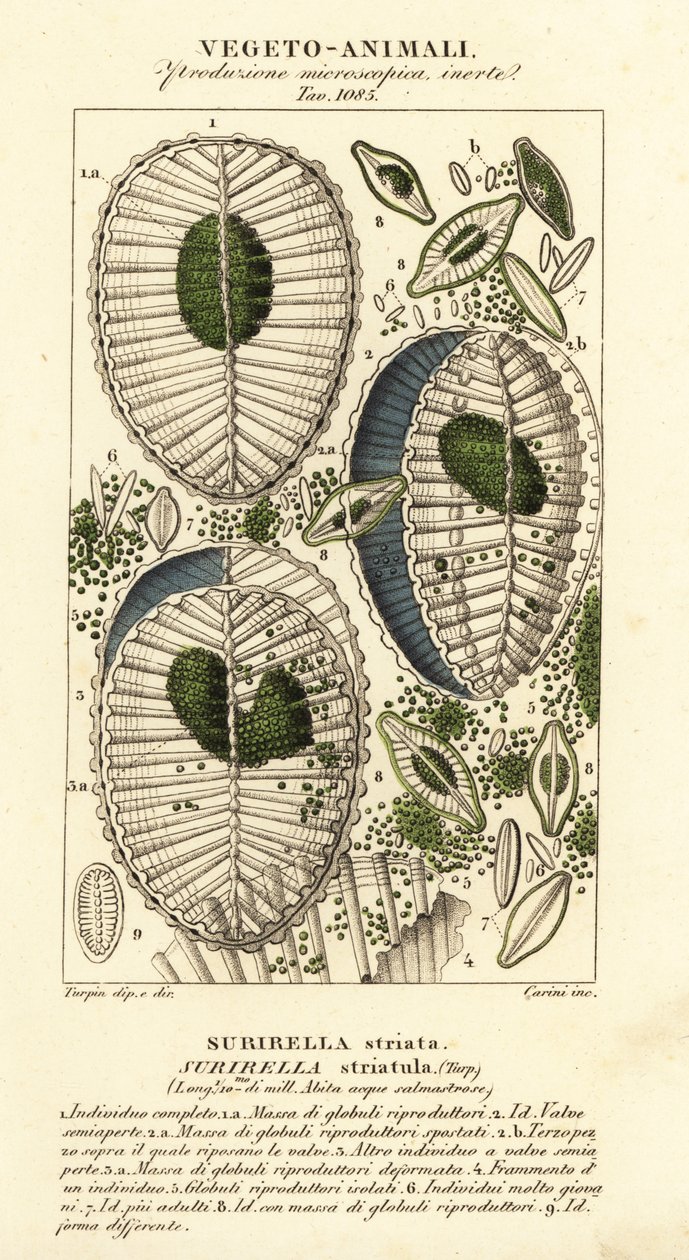 Plancton, Surirella striatula, Surirella striata de Corsi Corsi