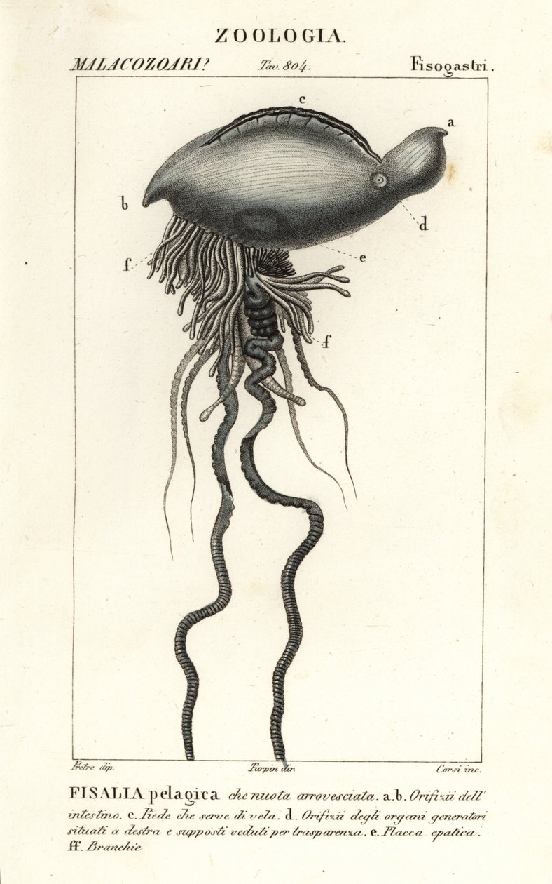 El hombre de guerra portugués, Physalia physalis de Corsi Corsi