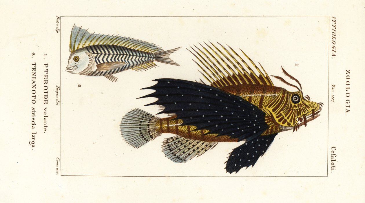 Pez león rojo, Pterois volitans, Pteroide volante 1, y blanquillo azul, Taenianotus latovittatus, Tenianoto striata larga 2 de Corsi Corsi
