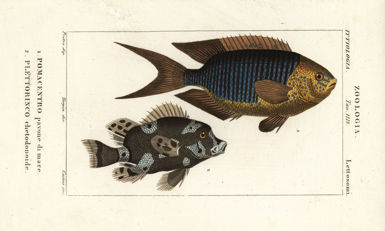 Damisela de zafiro, Pomacentrus pavo, pavone di mare 1, y labios dulces arlequín, Plectorhinchus chaetodonoides, Plettorinco chetodonoides 2 de Corsi Corsi