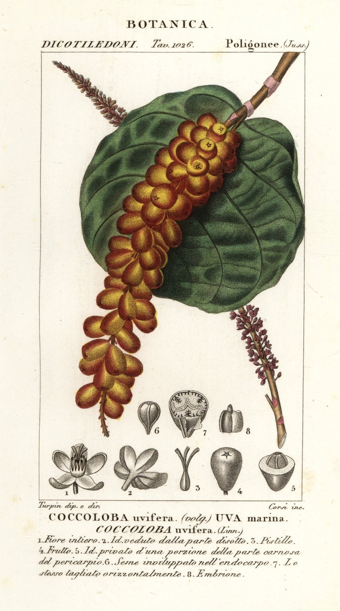 Uva de mar, Coccoloba uvifera, Uva marina de Corsi Corsi