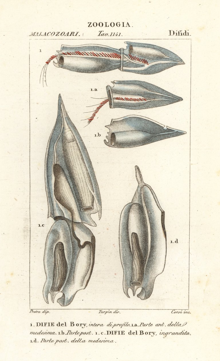 Sifonóforos, Diphyes dispar, Diphyes boryi, Difie del Bory de Corsi Corsi