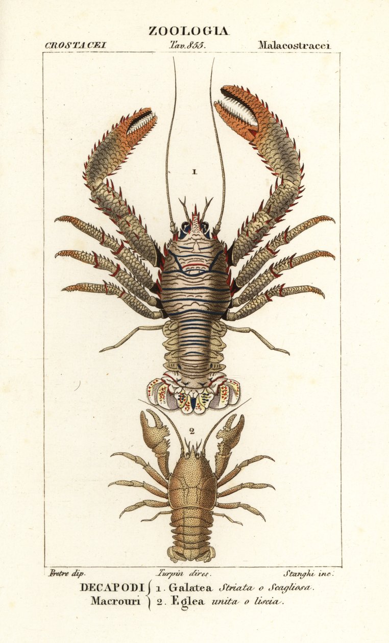 Langostas, Galathea strigosa 1, y Aegla laevis 2 de Corsi Corsi