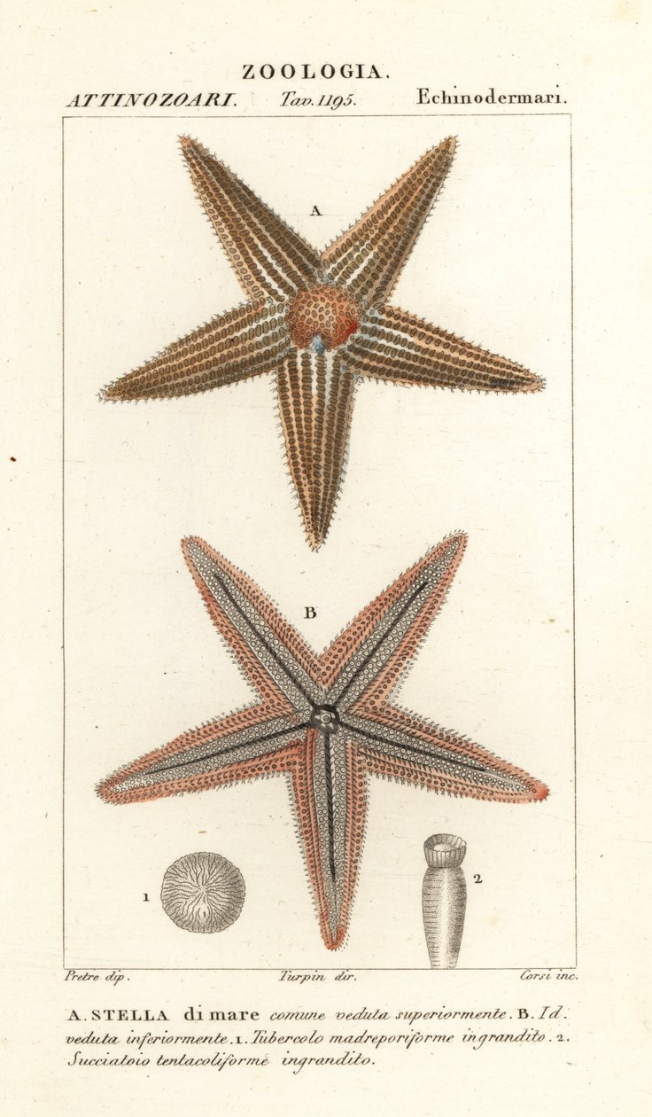 Estrella de mar, Asterias rubens de Corsi Corsi