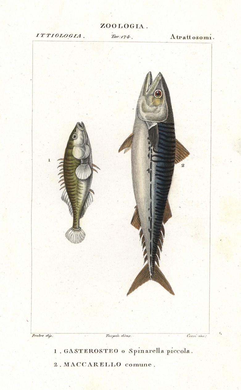 El espinoso de tres puntas y la caballa del Atlántico de Corsi Corsi