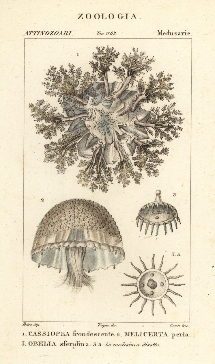 Medusa invertida, Cassiopea frondosa 1, especie Melicertum 2 y pólipo obelia 3 de Corsi Corsi
