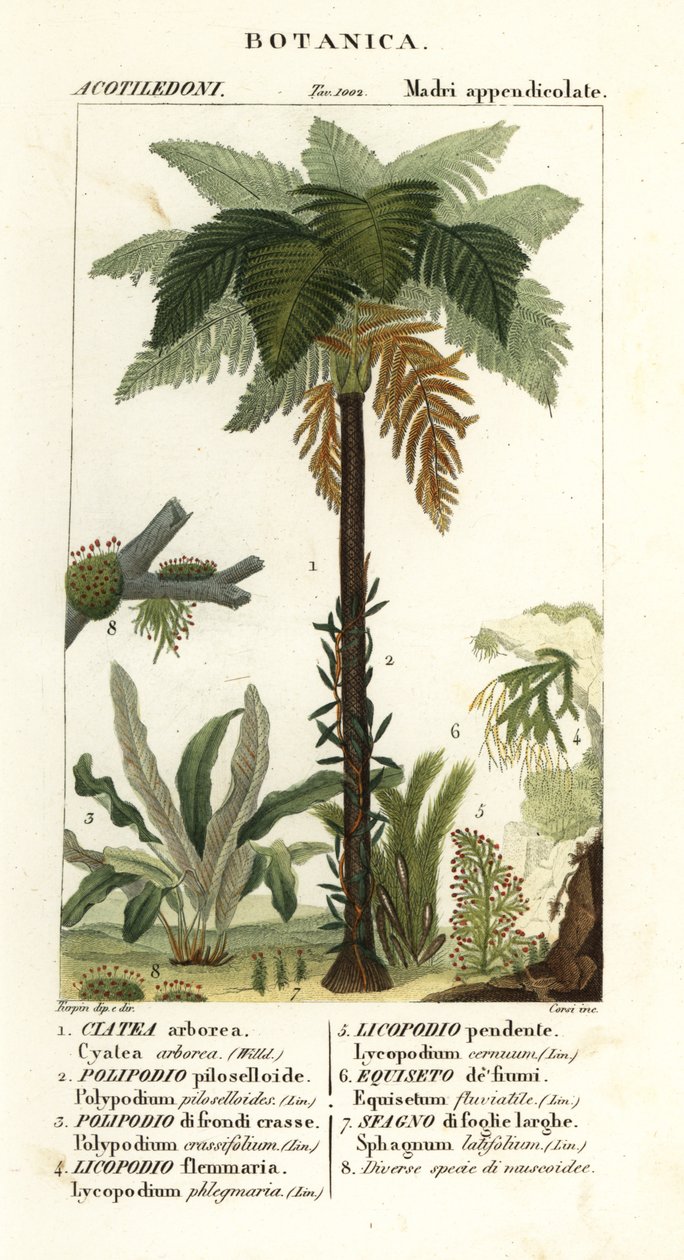 Helecho de las Indias Occidentales, Cyathea arborea, helecho enredadera, Microgramma piloselloides 2, helecho grácil, Niphidium crassifolium 3, helecho de borla gruesa, Huperzia phlegmaria 4, musgo espinoso, Lycopodiella cernua 5, cola de caballo de agua de Corsi Corsi