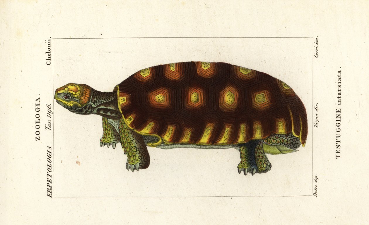 Tortuga de patas amarillas o tortuga gigante brasileña, Chelonoidis denticulatus Testudo tabulata Testuginne intarsiata de Corsi Corsi