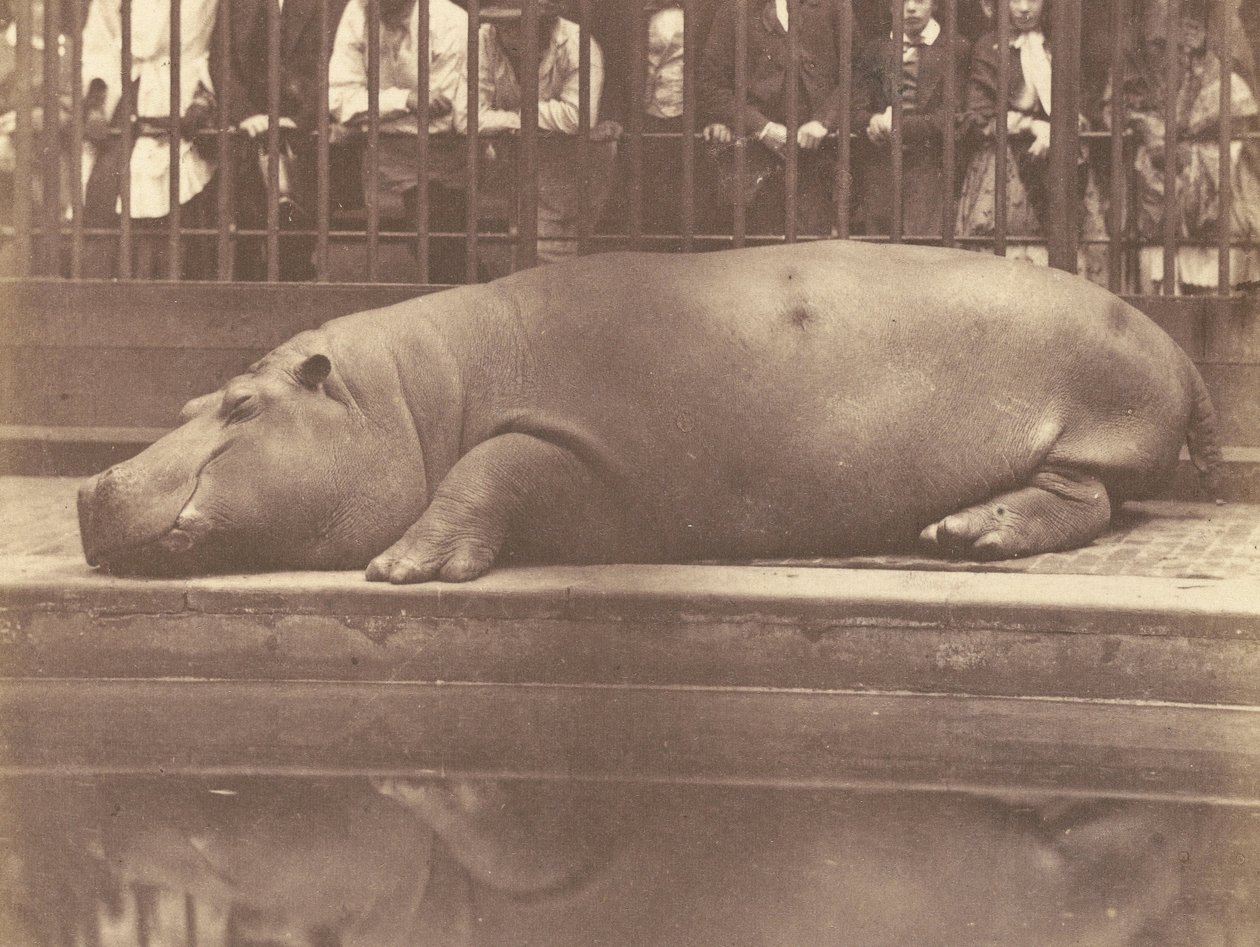 El hipopótamo en el Zoológico, Regents Park de Count de Montizon