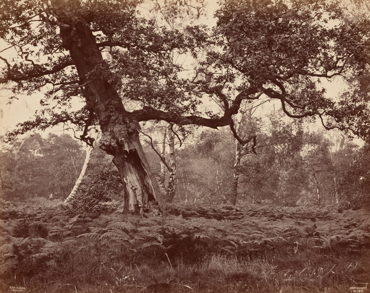 Estudio sobre árboles,c. 1870 (foto) de Cox & Son