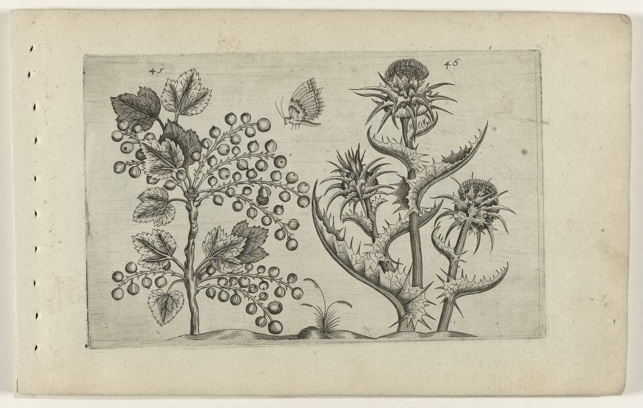 Aalbes en Mariadistel Conozca los lirios (título de la serie) de Crispijn van de Passe (I) (attributed to)