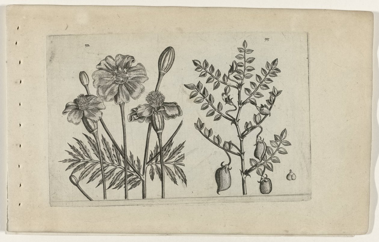 Tagetes y garbanzos Cognoscite lilia (título de la serie) de Crispijn van de Passe (I) (attributed to)