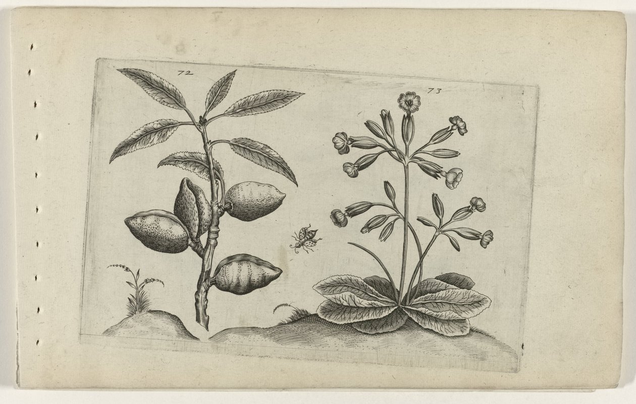 Amandelboom en gulden sleutelbloem Conozca los lirios (título de la serie) de Crispijn van de Passe (I) (attributed to)