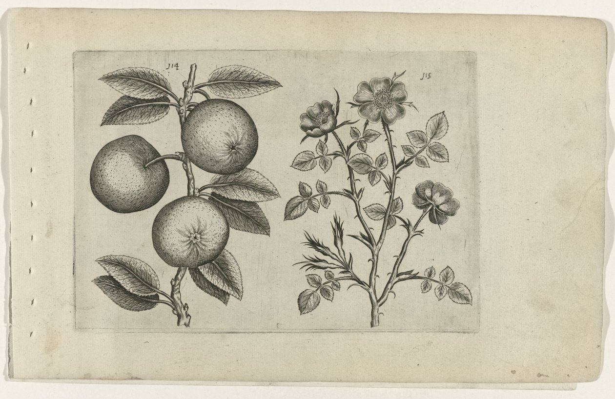 Manzana y rosa canina Cognoscite lilia (título de la serie) de Crispijn van de Passe (I) (attributed to)