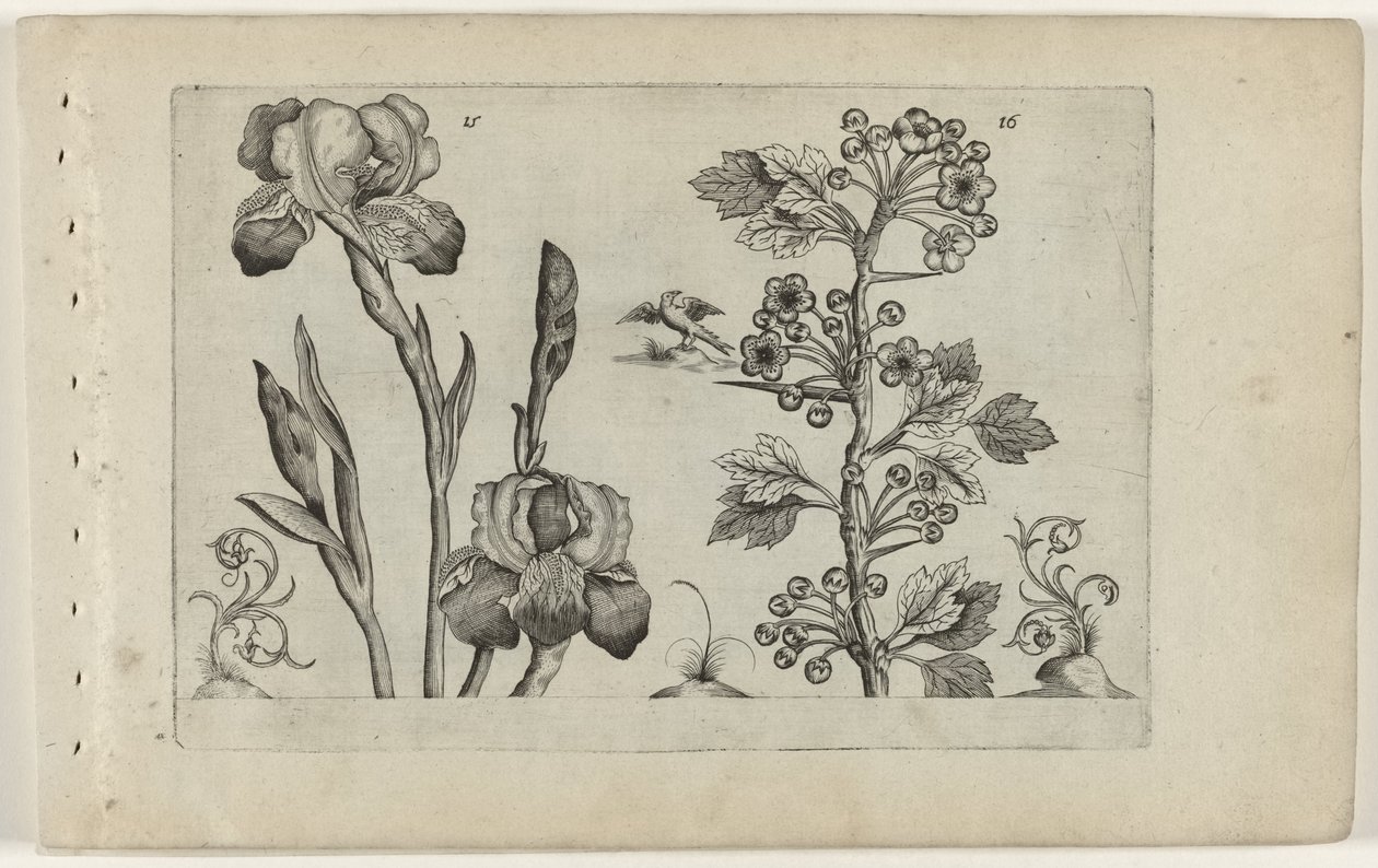 Bardiris y coralmeidoorn Cognoscite Lily (título de la serie) de Crispijn van de Passe (I) (attributed to)