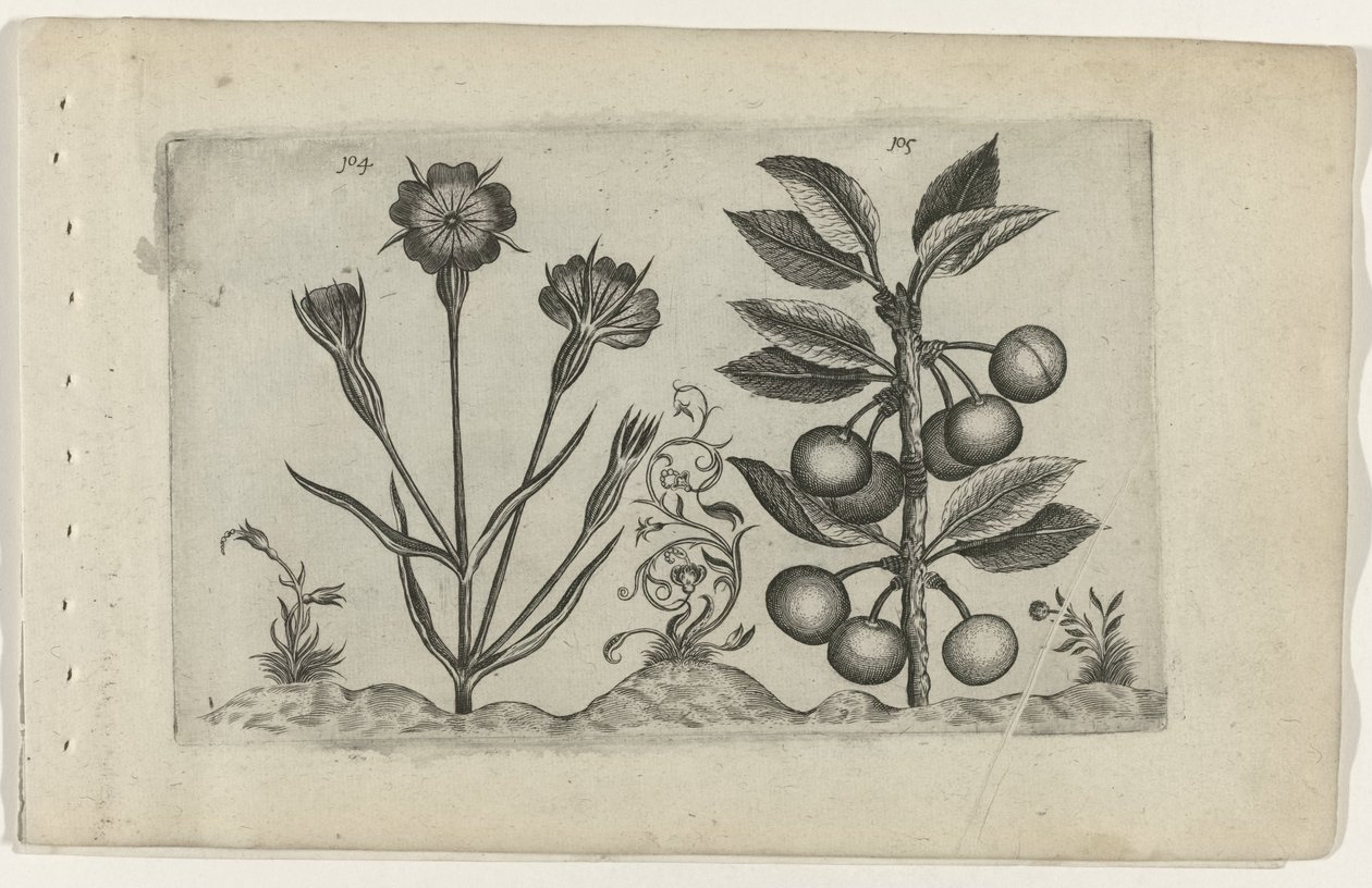 Bolderik en zure kers Conozca los lirios (título de la serie) de Crispijn van de Passe (I) (attributed to)