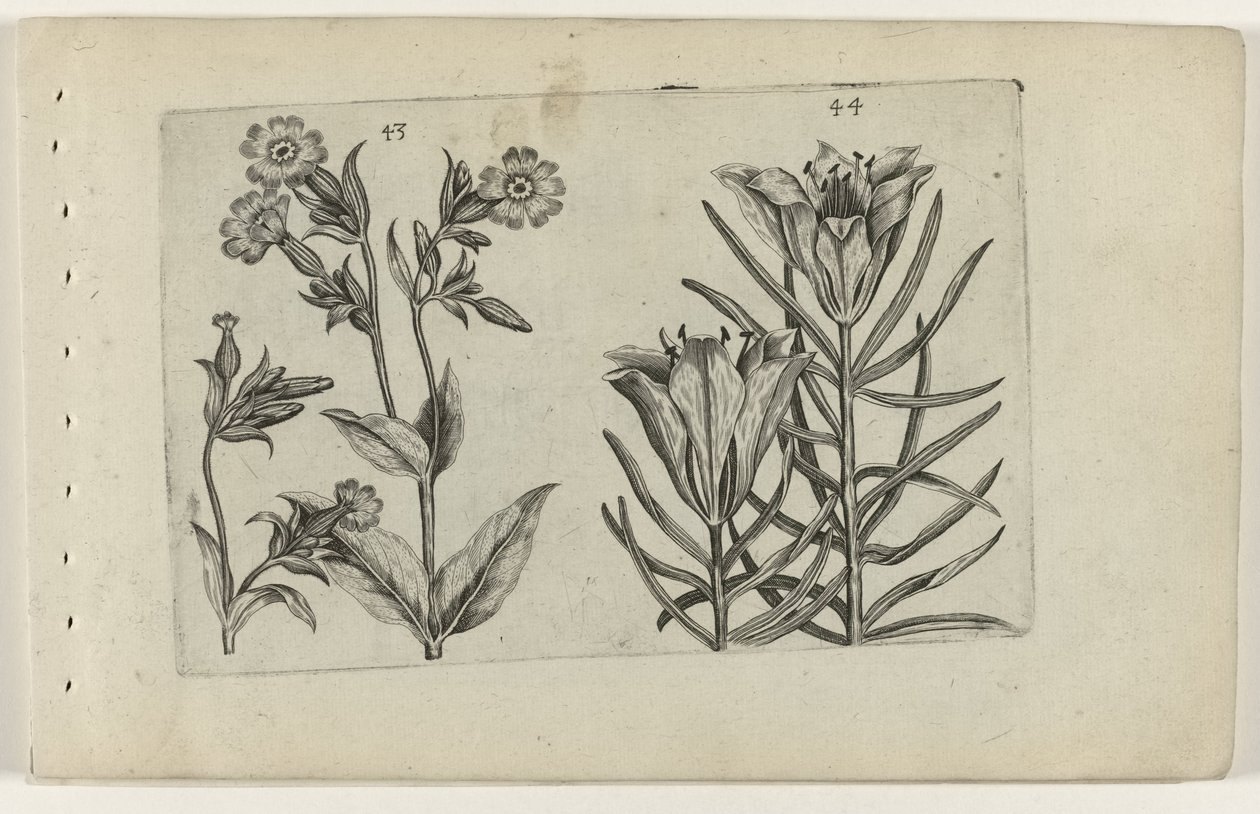 Flor de cuco de día y lirio de centeno Cognoscite lilia (título de la serie) de Crispijn van de Passe (I) (attributed to)