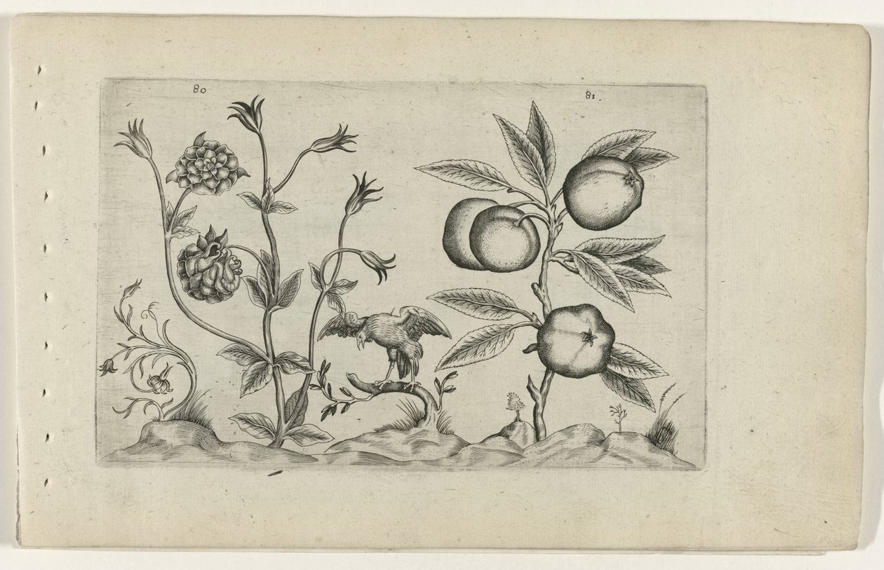Dubbele akelei en apelación Conozca los lirios (título de la serie) de Crispijn van de Passe (I) (attributed to)