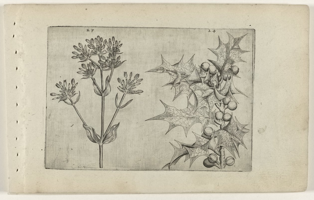 Centaury(?) y Holly Cognoscite lilia (título de la serie) de Crispijn van de Passe (I) (attributed to)