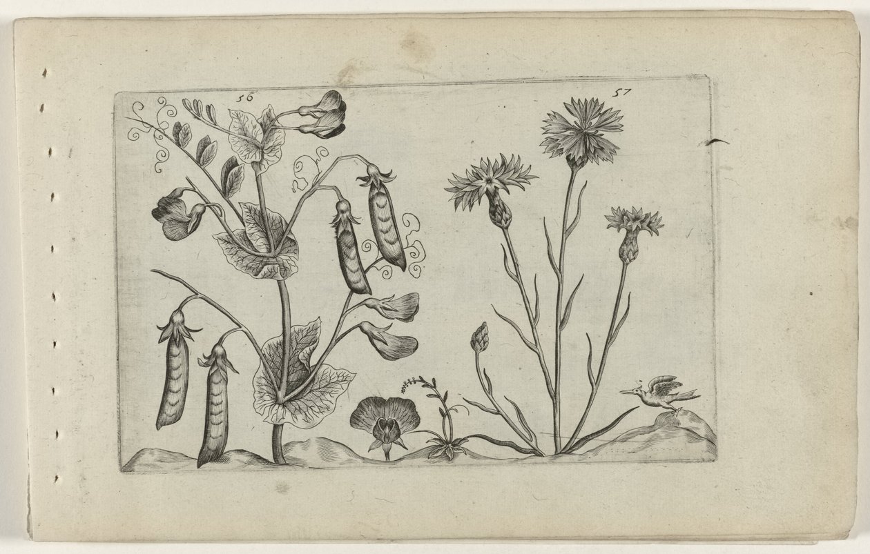 Erwt en korenbloem Conozca los lirios (título de la serie) de Crispijn van de Passe (I) (attributed to)